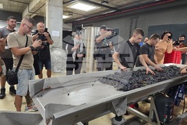 Сандански - Пламен Абровски - начало на гроздобера