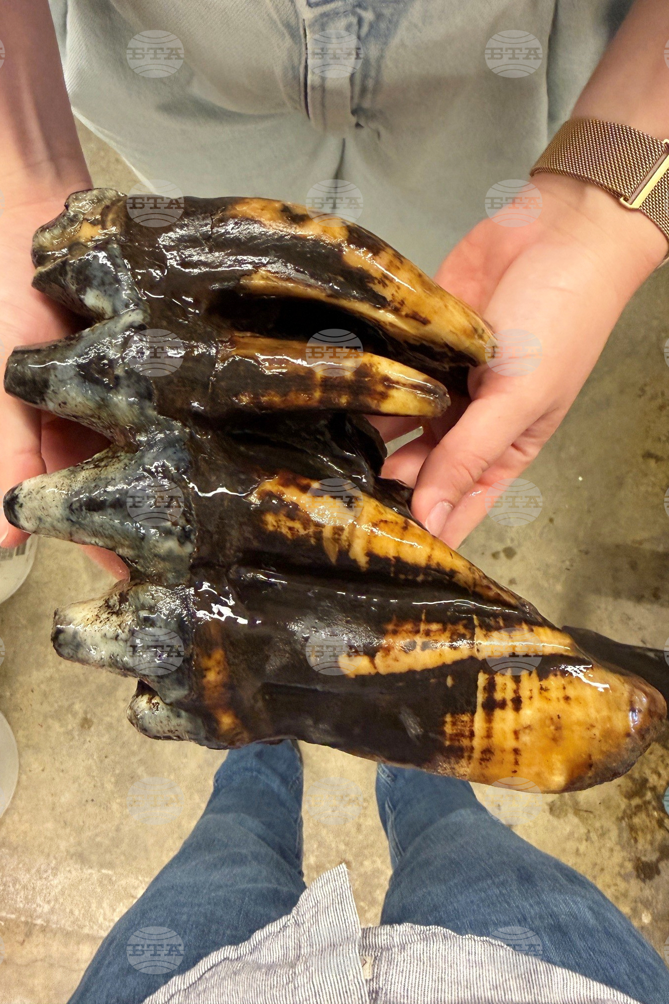 Mastodon Tooth