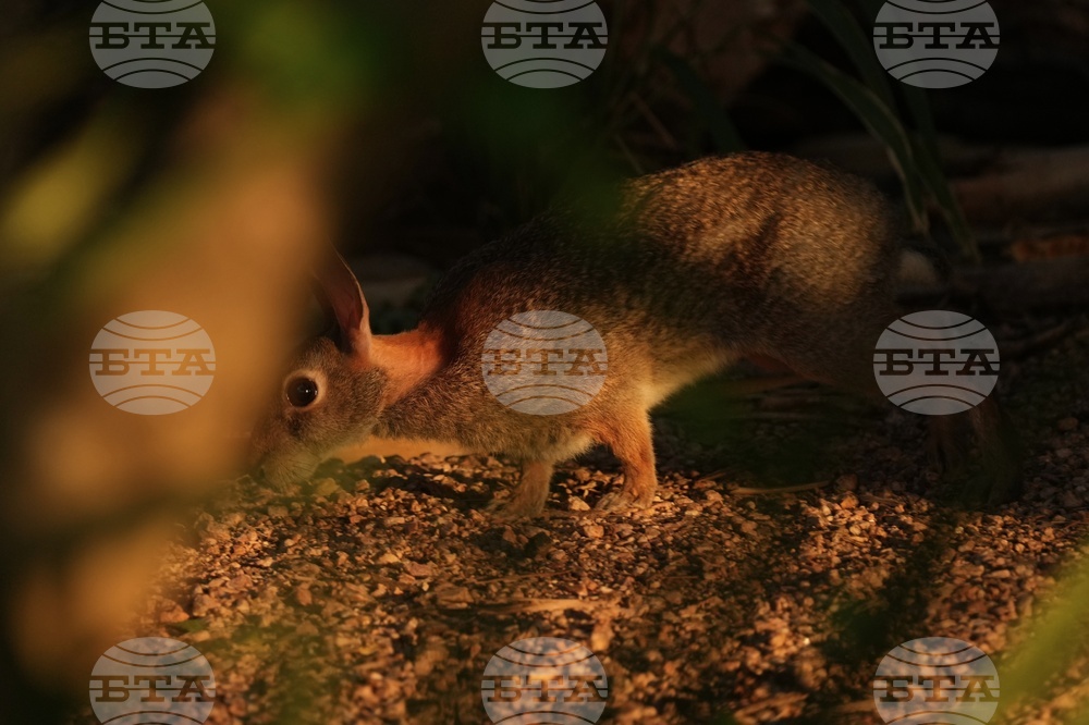 Border Wall Wildlife Photo Essay