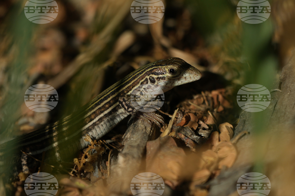 Border Wall Wildlife Photo Essay