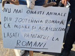 Румъния - Букурещ - овцевъди - протест