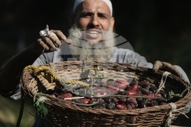 APTOPIX Egypt Date Harvest