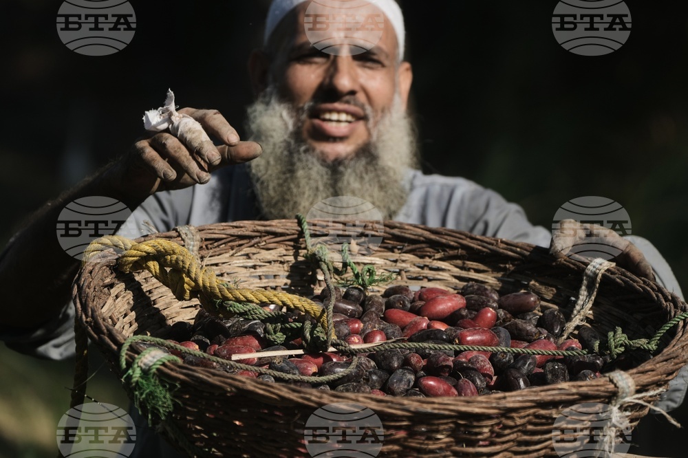 APTOPIX Egypt Date Harvest