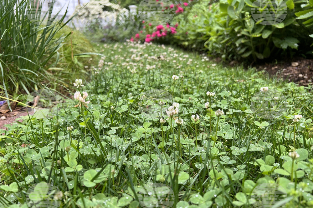 Gardening-Clover-Grass Lawns