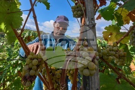 Germany Steep Harvest