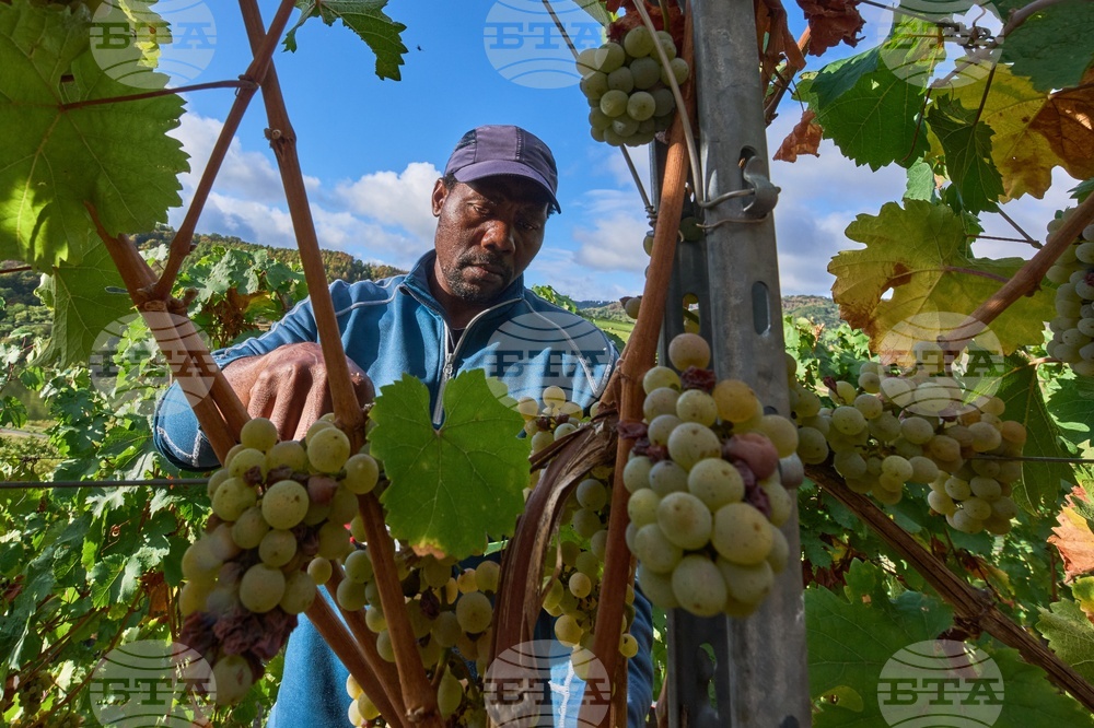 Germany Steep Harvest