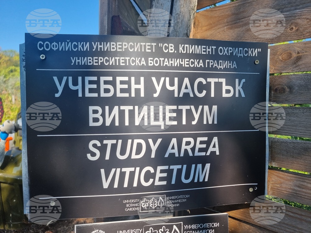 Балчик - Университетска ботаническа градина - гроздобер