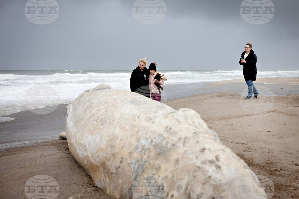 Denmark Whale