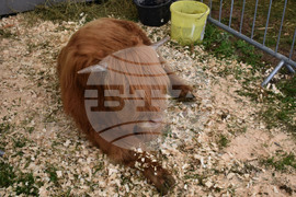 Лясковец - Национален събор на овцевъдите