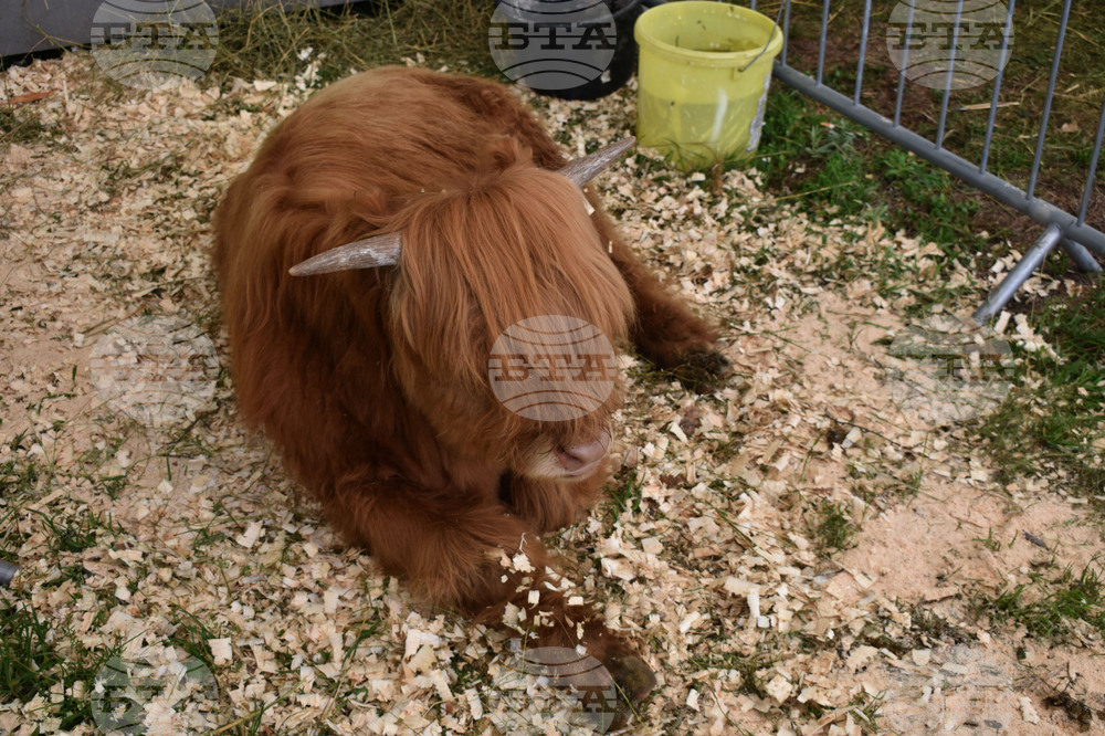 Лясковец - Национален събор на овцевъдите