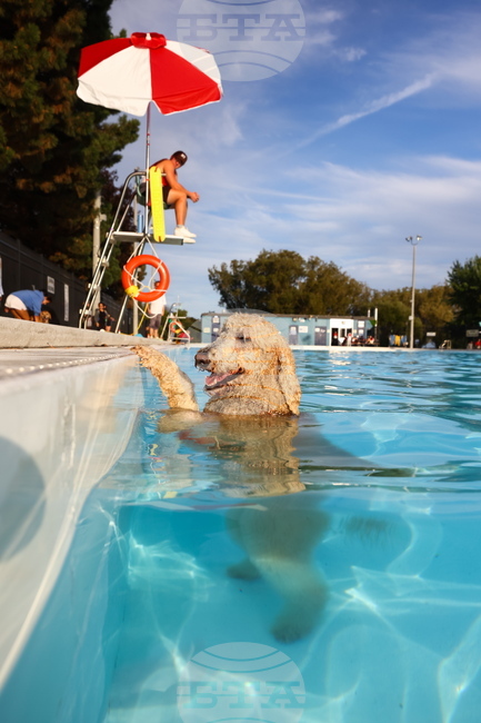 Canada Dog Swim