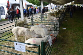 Лясковец - Национален събор на овцевъдите