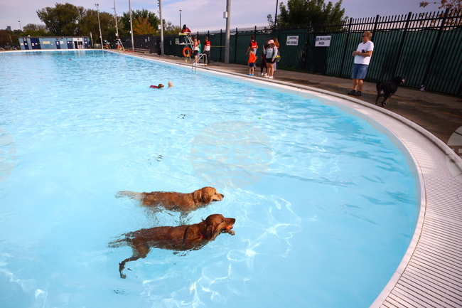 Dog Swim Toronto
