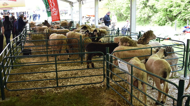 National Sheep Farmers' Gathering Opens for 13th Time near Lyaskovets