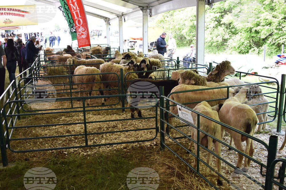National Sheep Farmers' Gathering Opens for 13th Time near Lyaskovets