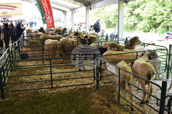 National Sheep Farmers' Gathering Opens for 13th Time near Lyaskovets