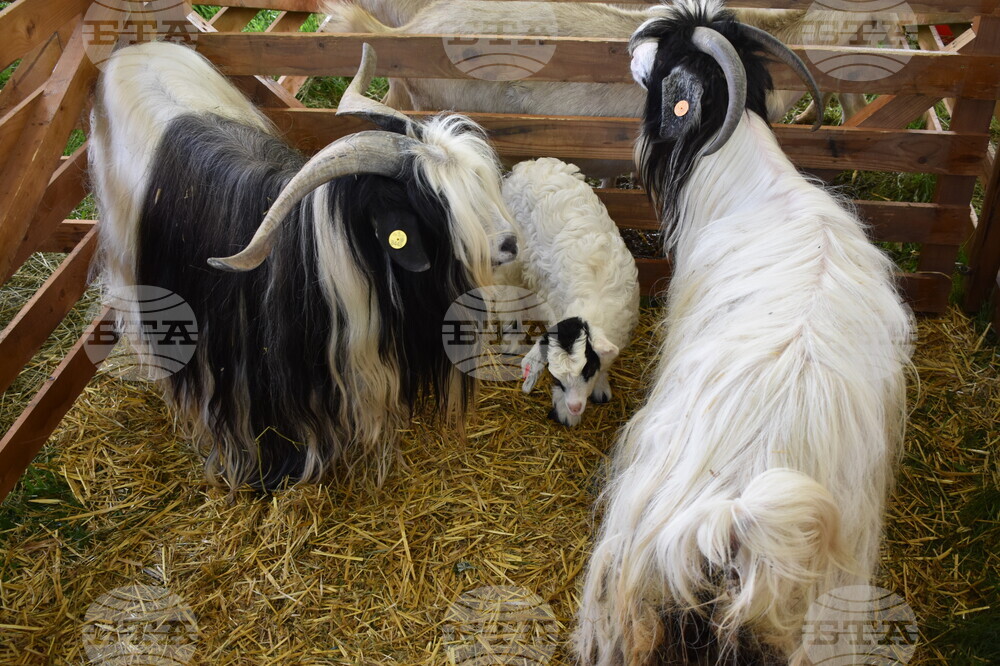 Състезания, фермерски изложения и български вкусове ще има и тази година на Националния събор на овцевъдите край Петропавловския манастир