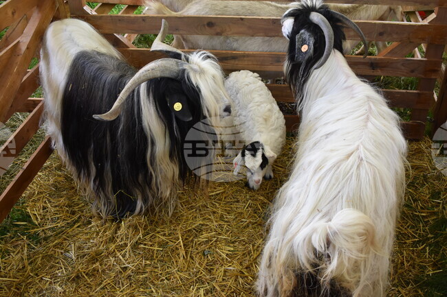 Състезания, фермерски изложения и български вкусове ще има и тази година на Националния събор на овцевъдите край Петропавловския манастир