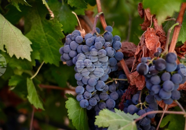 Wine Grape Glut