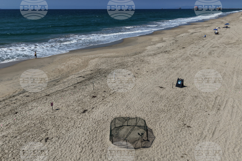 Rare Turtle Nests