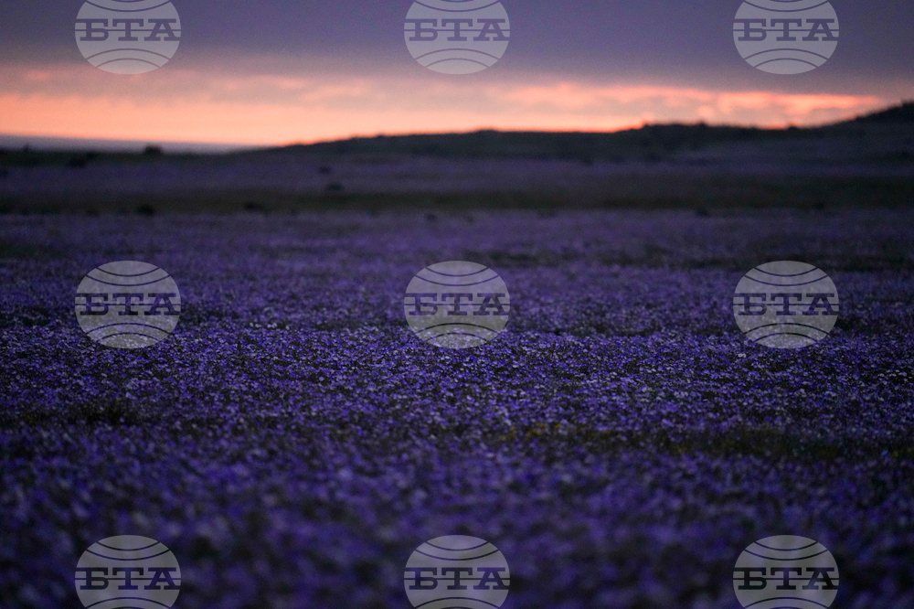 Chile Desert Flowers