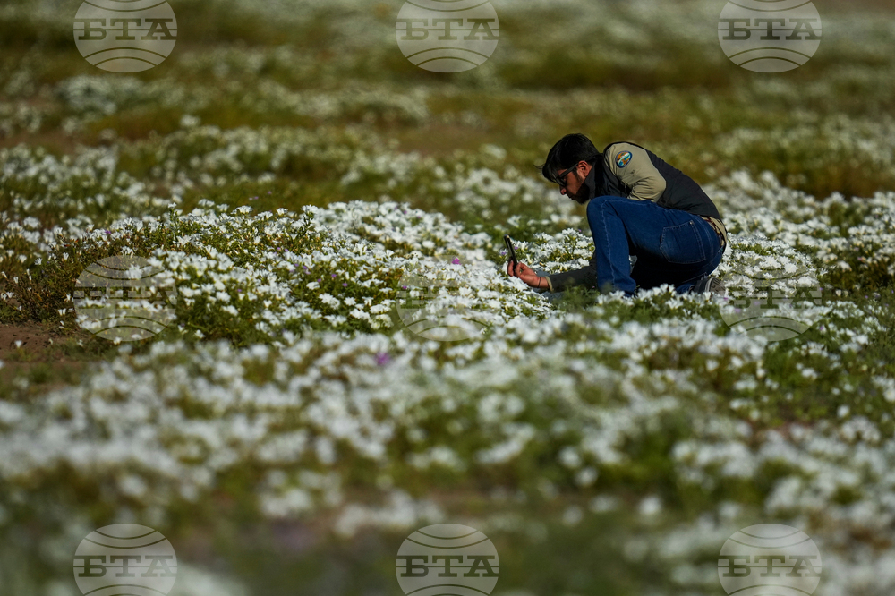 Chile Desert Flowers