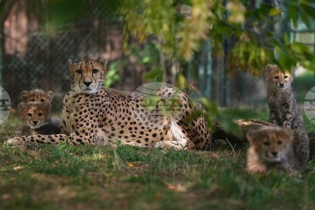 APTOPIX Czech RepublicBaby Cheetahs