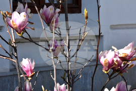 Видин - пролет