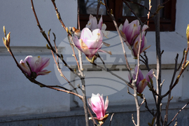 Видин - пролет