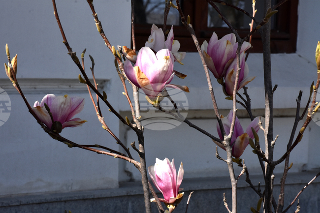 Видин - пролет