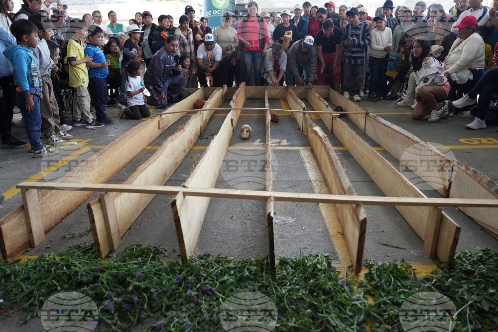 Ecuador Guinea Pig Race