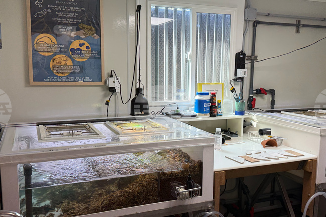 Endangered Frog Nursery