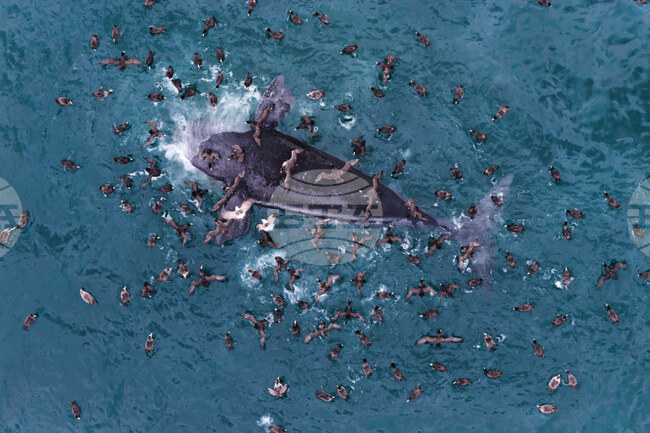 Argentina Whale