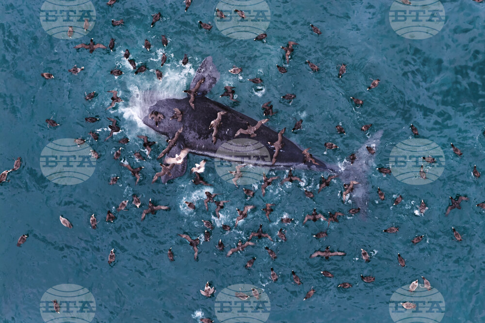 Argentina Whale