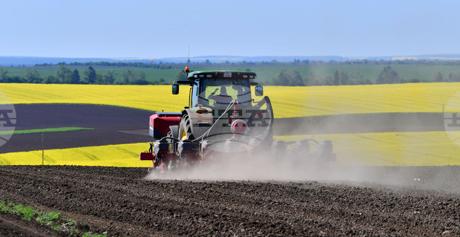 Село Яким Груево - работа на полето