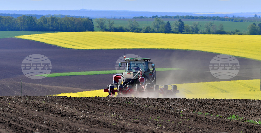 Село Яким Груево - работа на полето