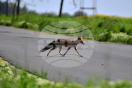 Исперих - лисица