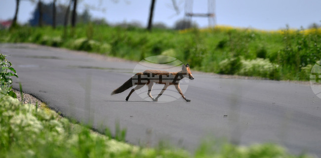 Лисица е пострадала при удар от автомобил в местността Драгосинов чарк