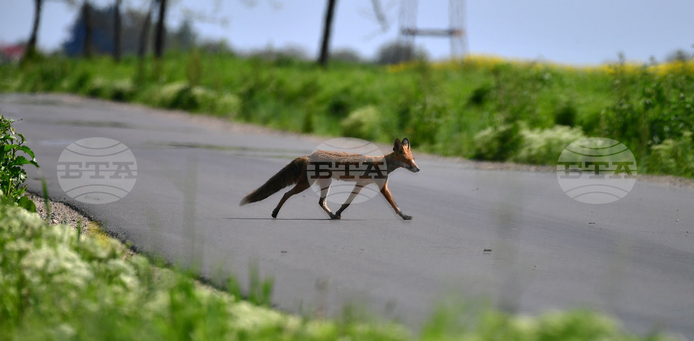 Исперих - лисица