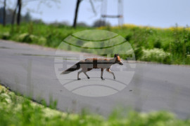 Исперих - лисица