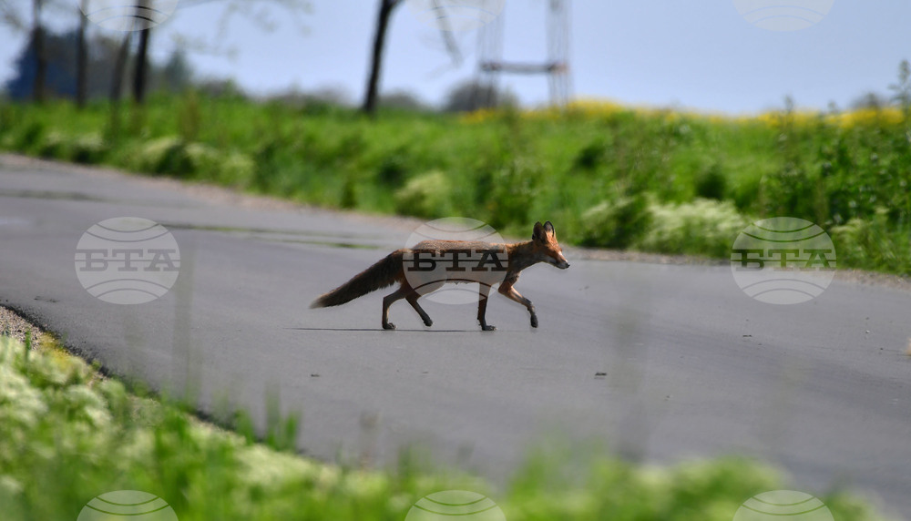 Исперих - лисица