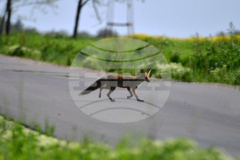 Исперих - лисица