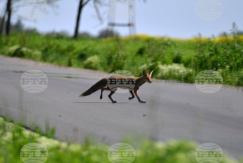 Исперих - лисица