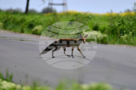 Исперих - лисица