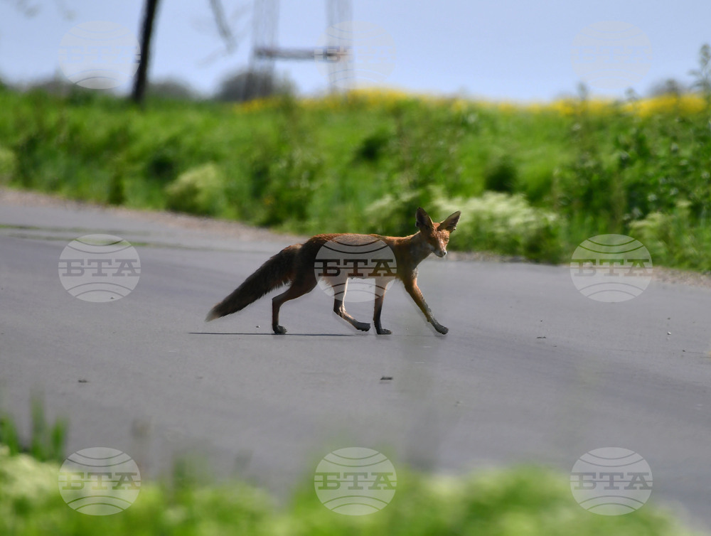 Исперих - лисица