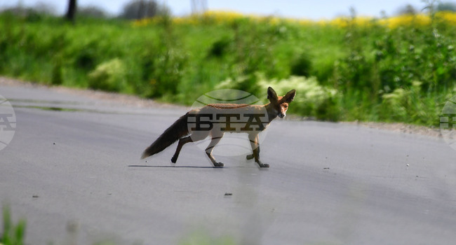 Исперих - лисица