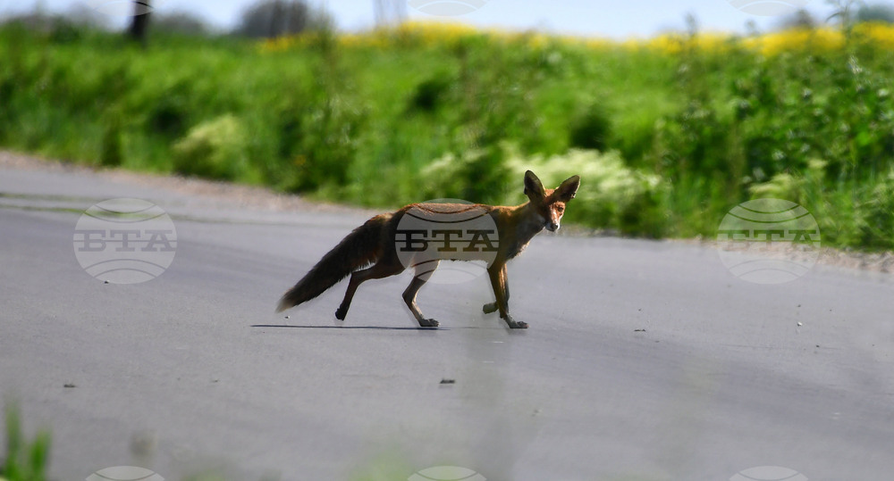 Исперих - лисица