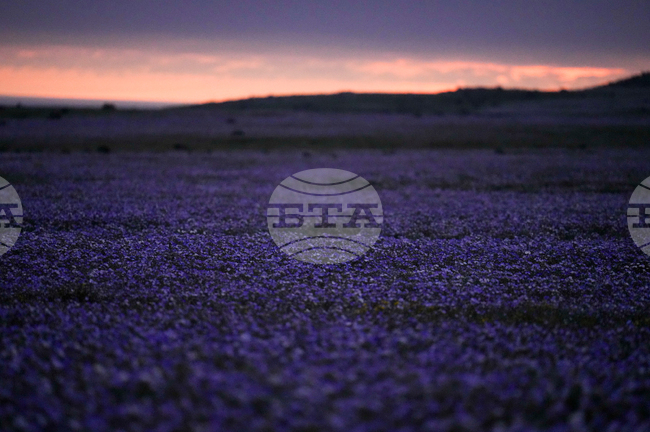 APTOPIX Chile Desert Flowers