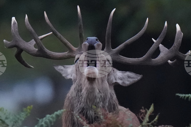 APTOPIX Britain Deer