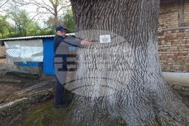 Разград - вековни дървета 